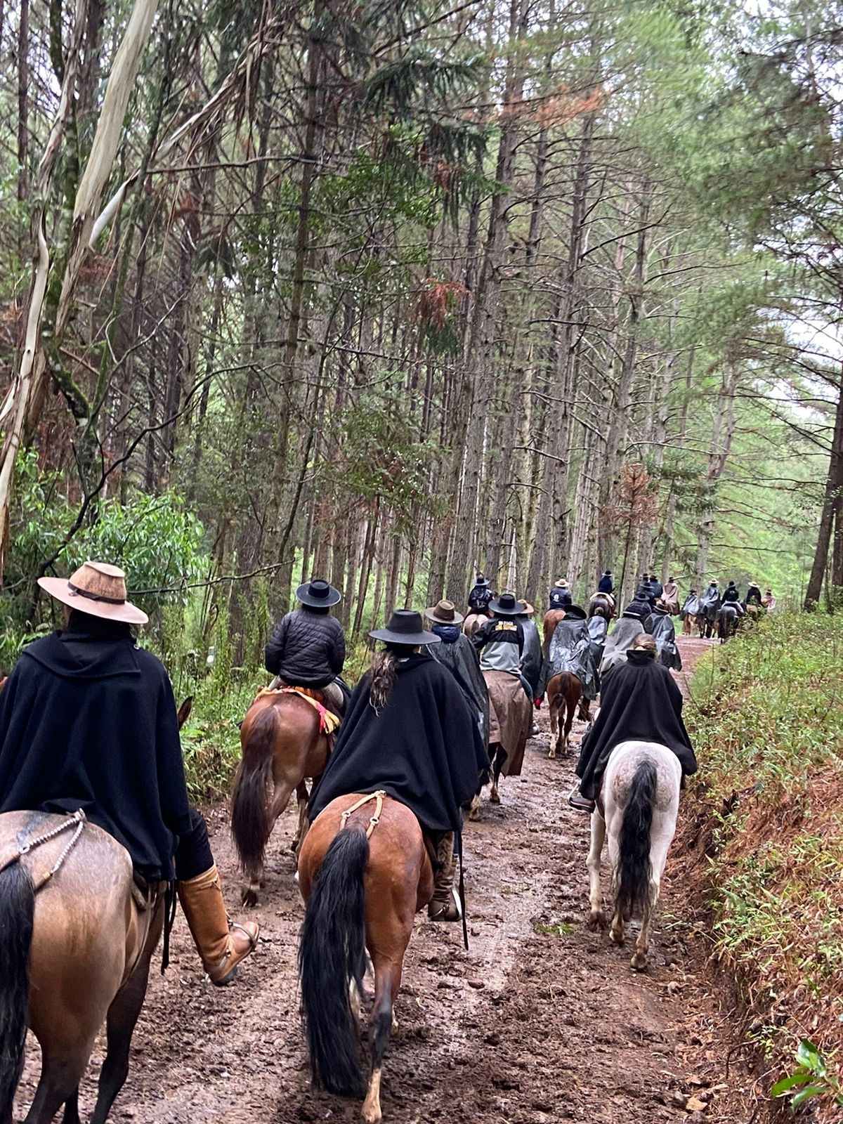 23ª Cavalgada das Prendas vai passar pelo interior de Canela - Hortênsias  News